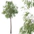 Eucalyptus Robusta Trees 06 - Thumbnail 2