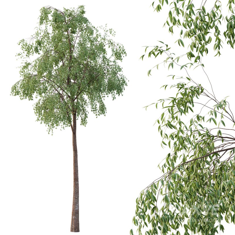 Eucalyptus Robusta Trees 06 - Image 2