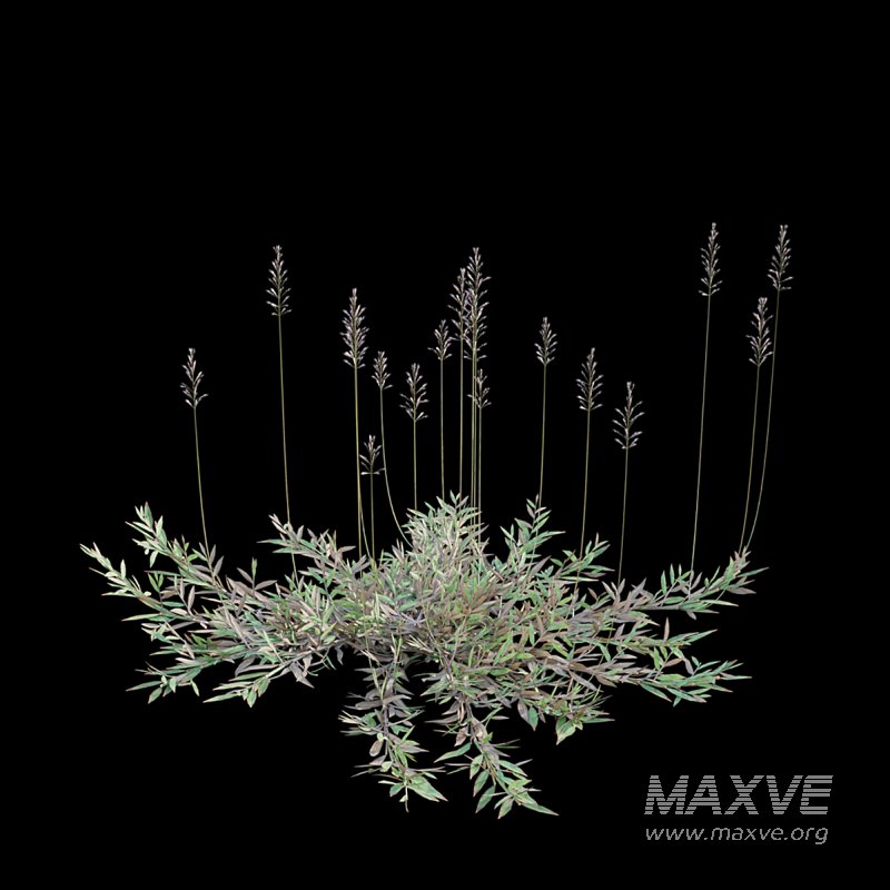 Chrysopogon aciculatus – dry 03 - Image 3