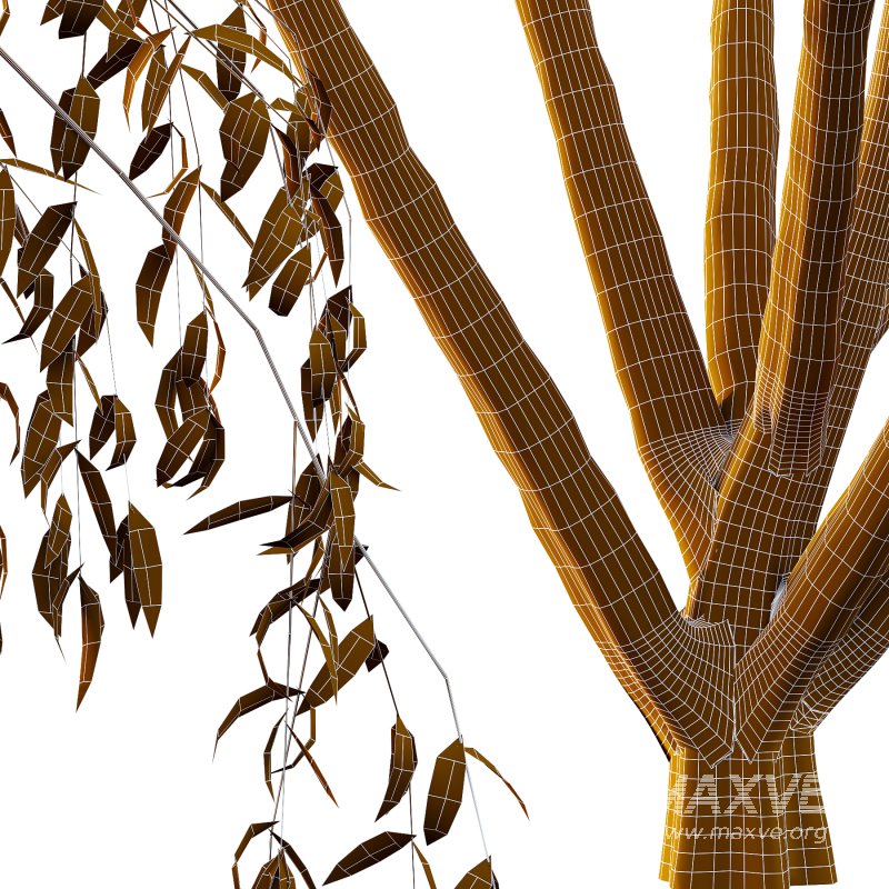 Eucalyptus Robusta Trees 08 - Image 3