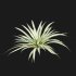 Pandanus baptistii – Variegated Dwarf Pandanus - Thumbnail 4