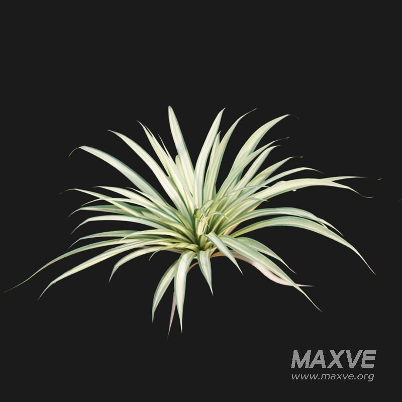 Pandanus baptistii – Variegated Dwarf Pandanus - Image 4