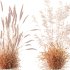 AV Celtica Gigantea Stipa Golden Oats and Calamagrostis Acutiflora Karl Foerster grasses - Thumbnail 10