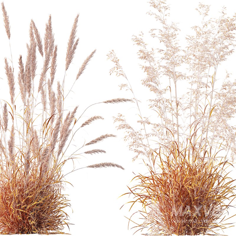 AV Celtica Gigantea Stipa Golden Oats and Calamagrostis Acutiflora Karl Foerster grasses - Image 10