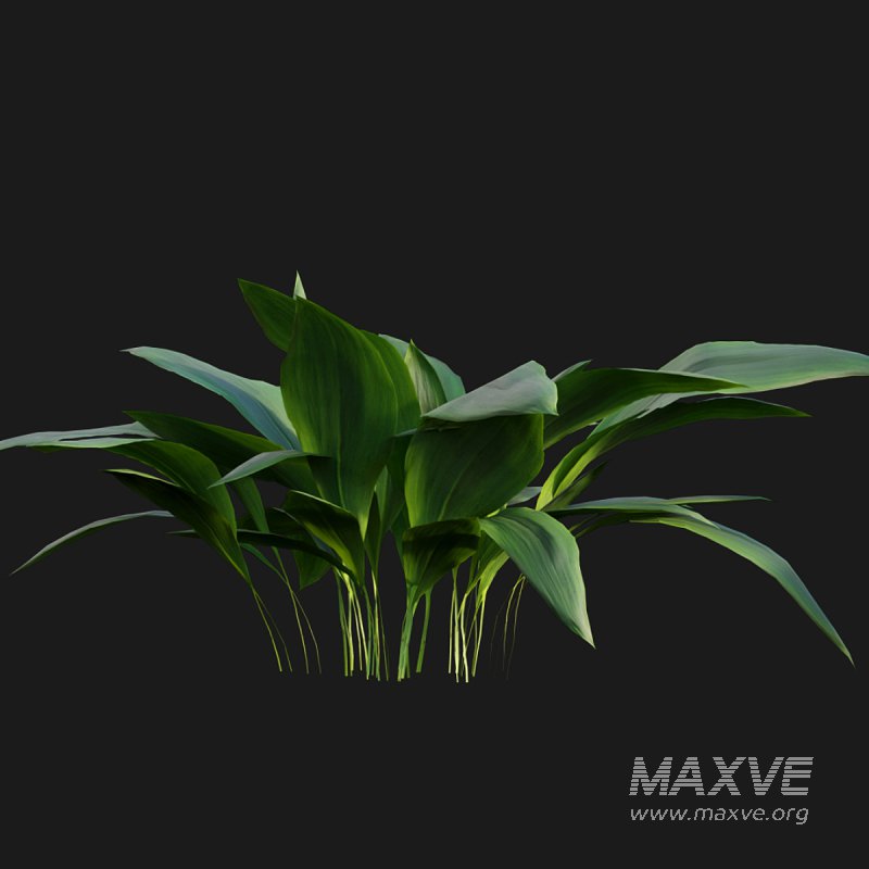 Eucharis grandiflora – Amazon Lily - Image 4