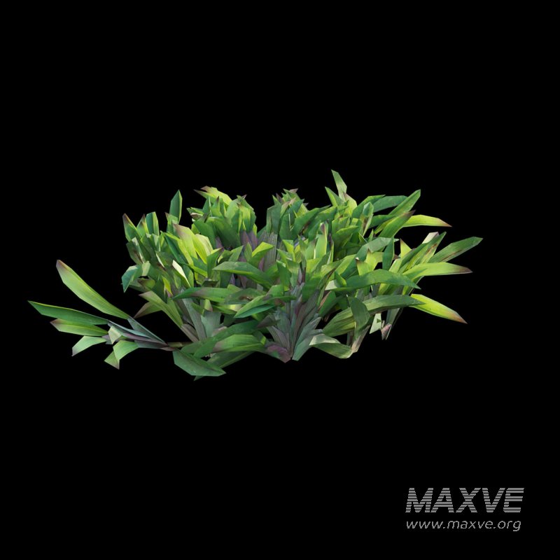 Axonopus compressus_cut_01 - Image 5