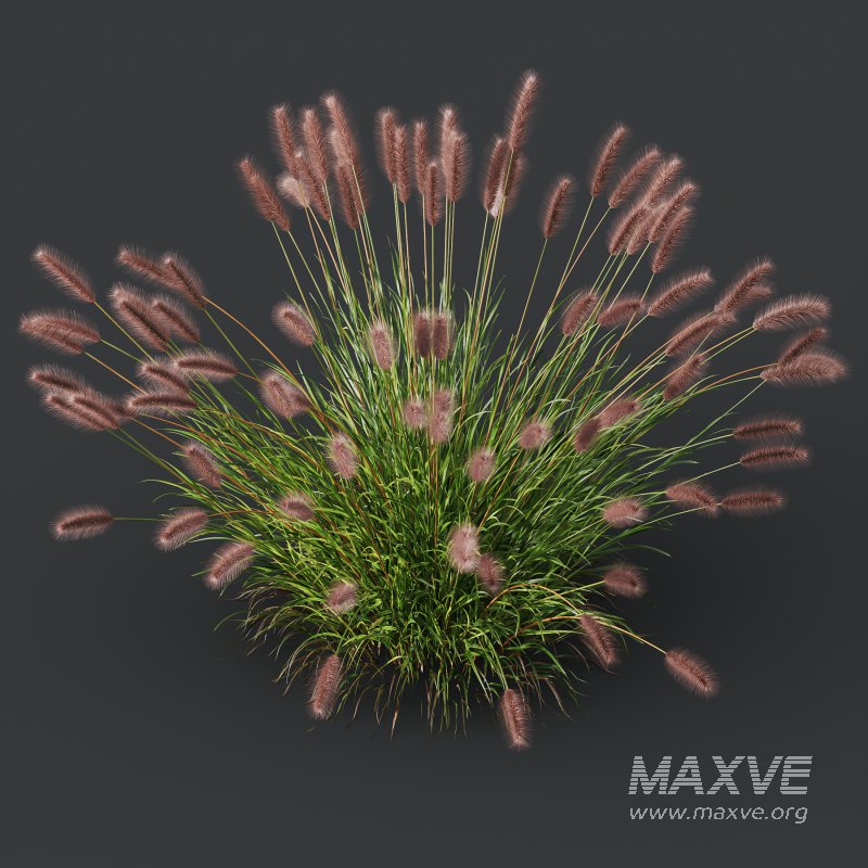 AV 6 different grasses Pennisetum Alopecuroides Lampenputzergras Fountain Hameln and Carex Elata Aurea Grass Version2 - Image 5