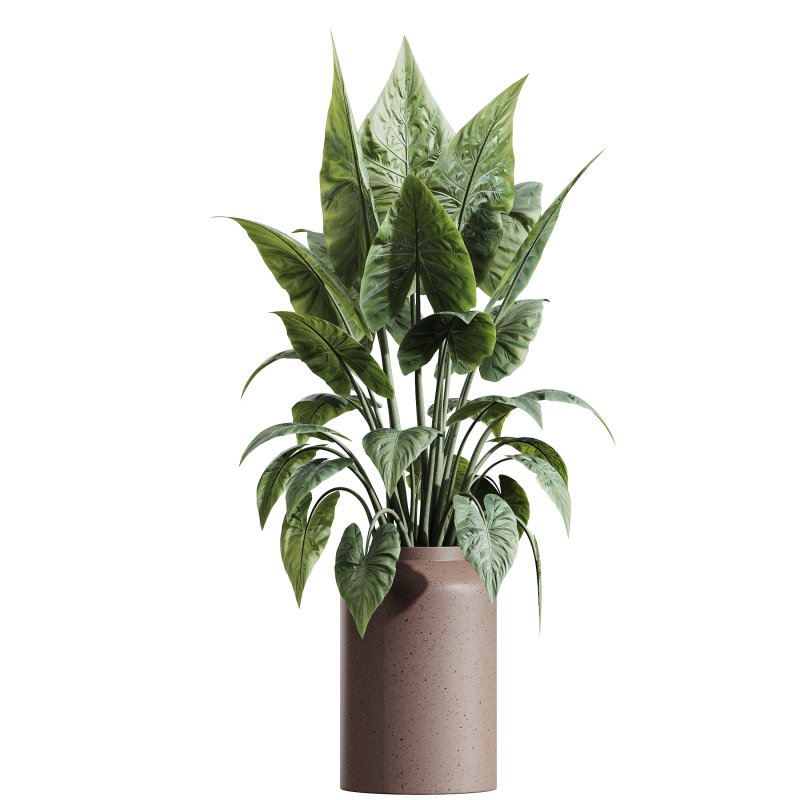 AV Indoor plants set 181 Alocasia Elefantenohr Wentii and Briful Pachira Aquatica Grand Artificiel and Olive Elegant Mission - Image 2