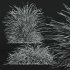 AV Calamagrostis Karl Foerster and Stipa Anemanthele lessoniana Grasses - Thumbnail 11