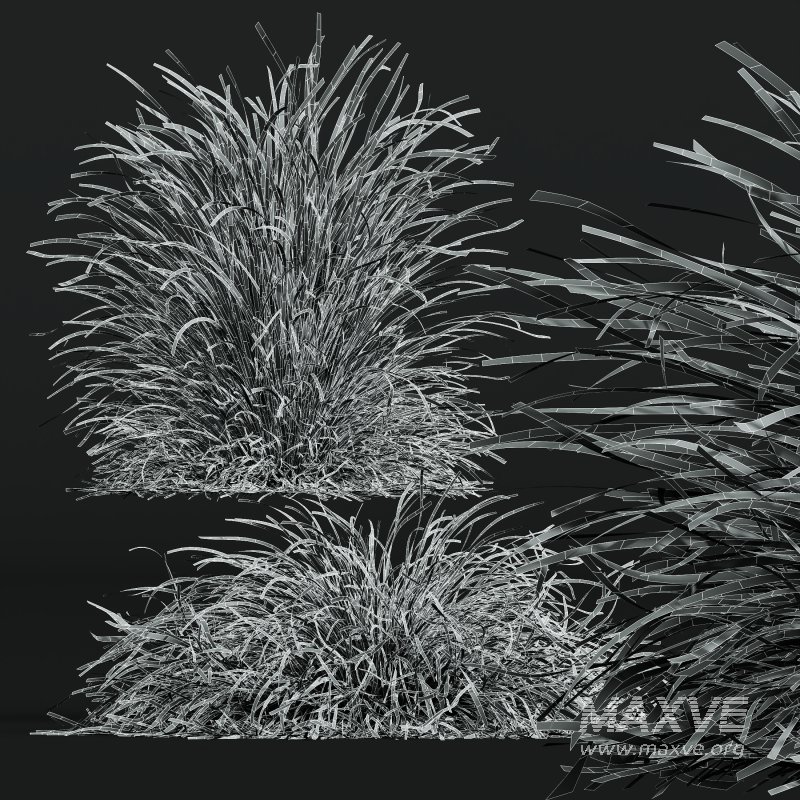 AV Calamagrostis Karl Foerster and Stipa Anemanthele lessoniana Grasses - Image 11