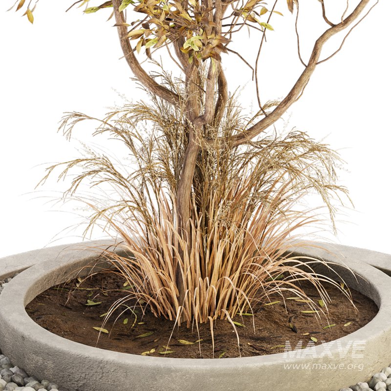 Outdoor Plant Set 017 - Image 5