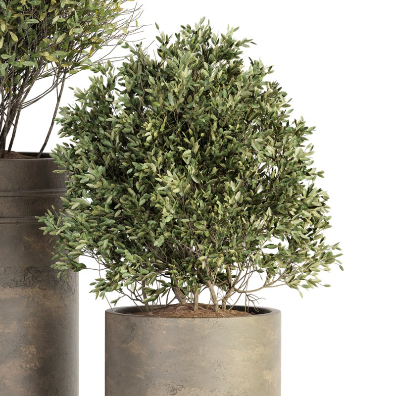 Outdoor Plant Set 015 - Image 4