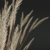 AV Calamagrostis Karl Foerster and Stipa Anemanthele lessoniana Grasses - Thumbnail 1
