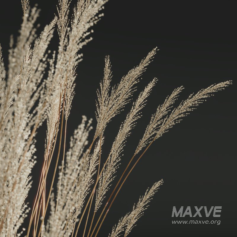 AV Calamagrostis Karl Foerster and Stipa Anemanthele lessoniana Grasses - Image 1