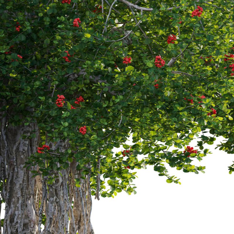ilex aquifolium – Holly 02 - Image 3
