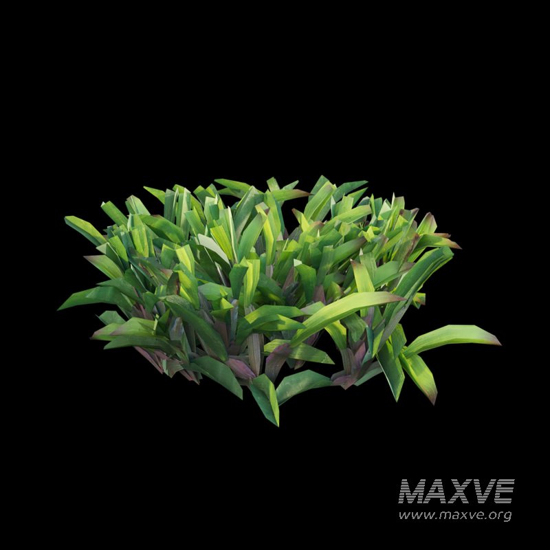 Axonopus compressus_cut_01 - Image 3