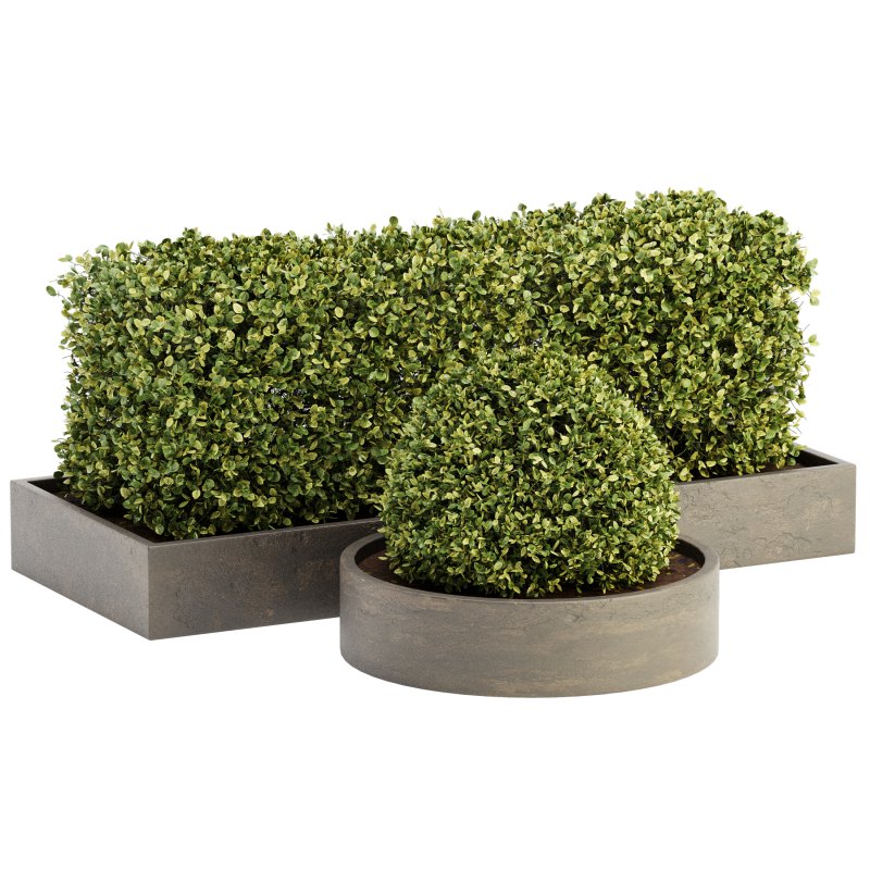 Outdoor Plant Set 06 - Image 3