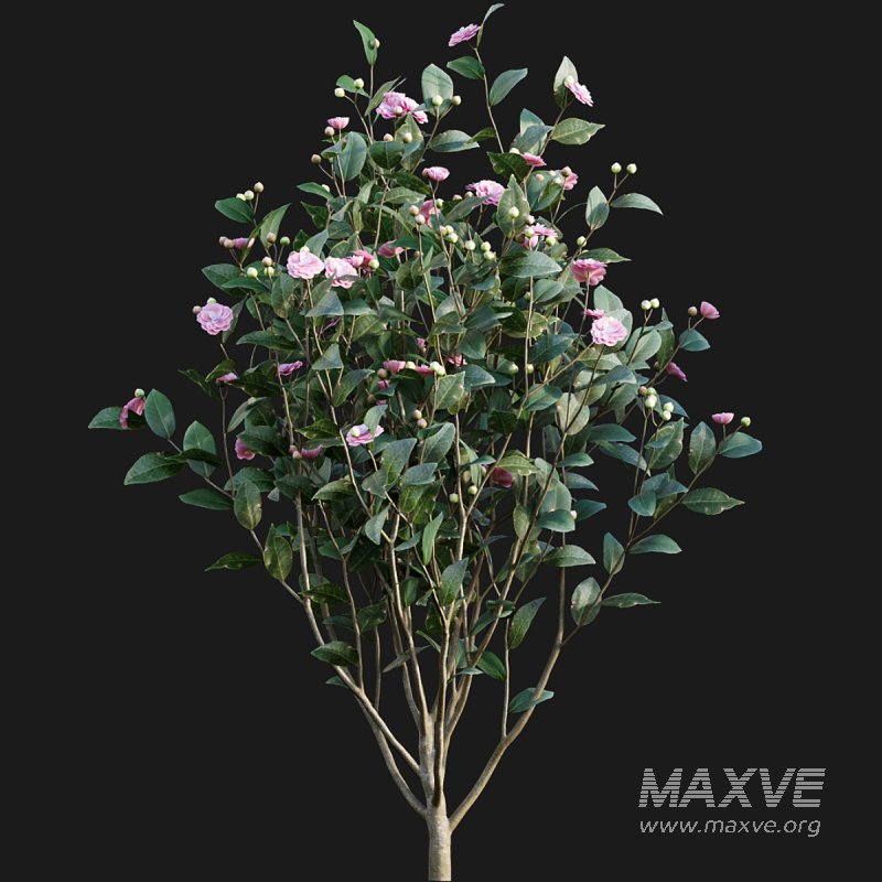 Camellia japonica – Japanese camellia 01 - Image 3