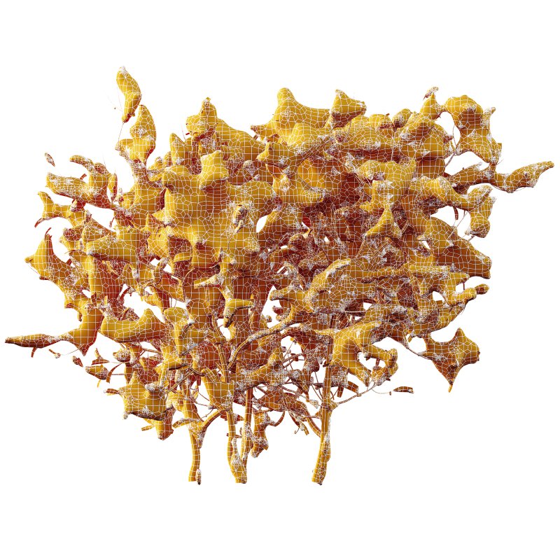 AV Plants Myrica Morella Pennsylvania Bayberry Candleberry Northern Winter Snow - Image 3