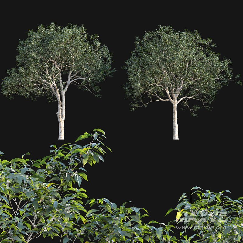 Osmanthus fragrans - Image 3