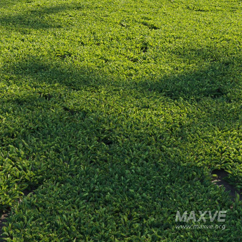 Axonopus compressus_cut_01 - Image 2