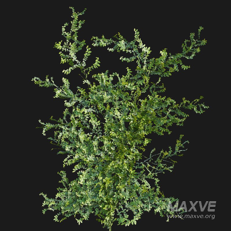 Moraceae – Ficus pumila - Image 4