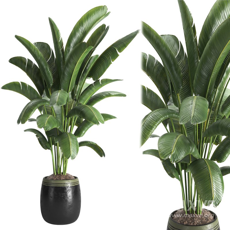 Indoor plant 03 - Image 1