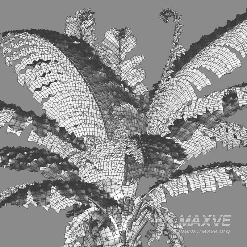 Silver Lady Fern – Blechnum gibbum - Image 7