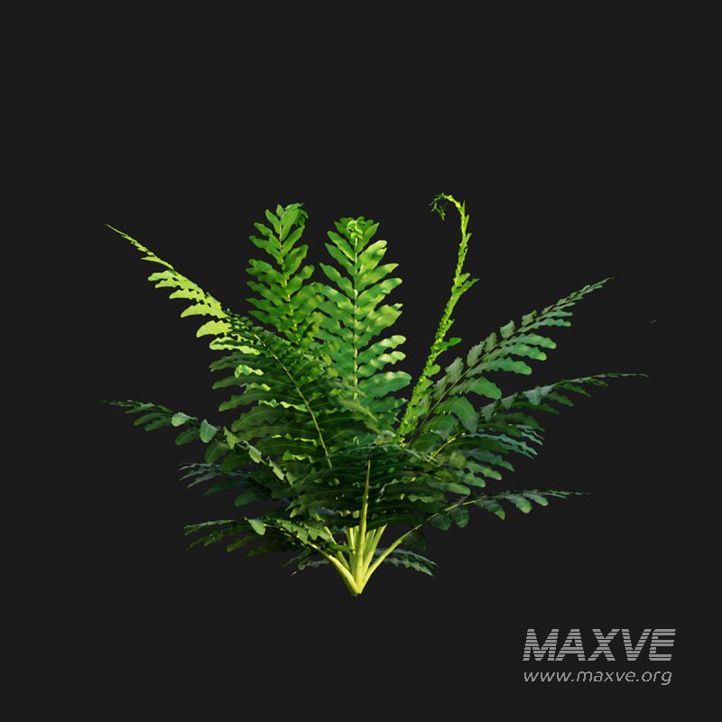 Silver Lady Fern – Blechnum gibbum - Image 4