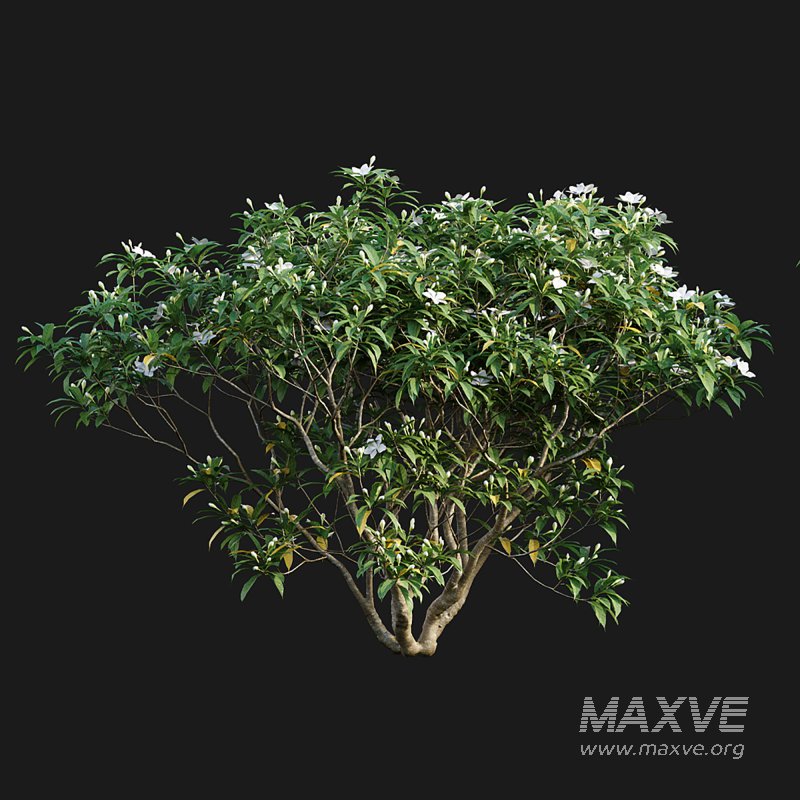 Wrightia antidysenterica - Image 4