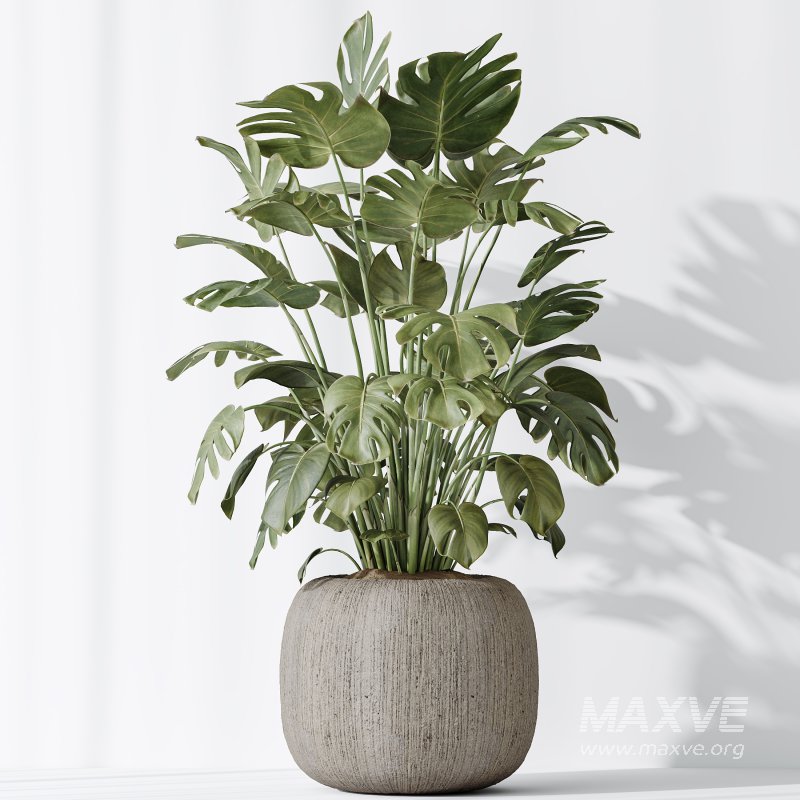 AV Indoor plants set 183 Olive Tree and Yucca Elephantipes Gigantea and Areca Palm and Giant Monstera Deliciosa - Image 8