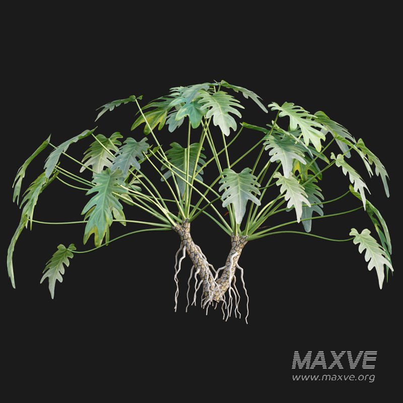 Philodendron xanadu - Image 4