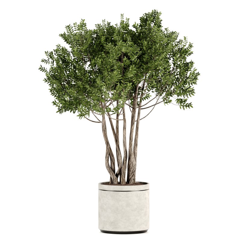 Indoor plants-Pot and tree set167 - Image 1