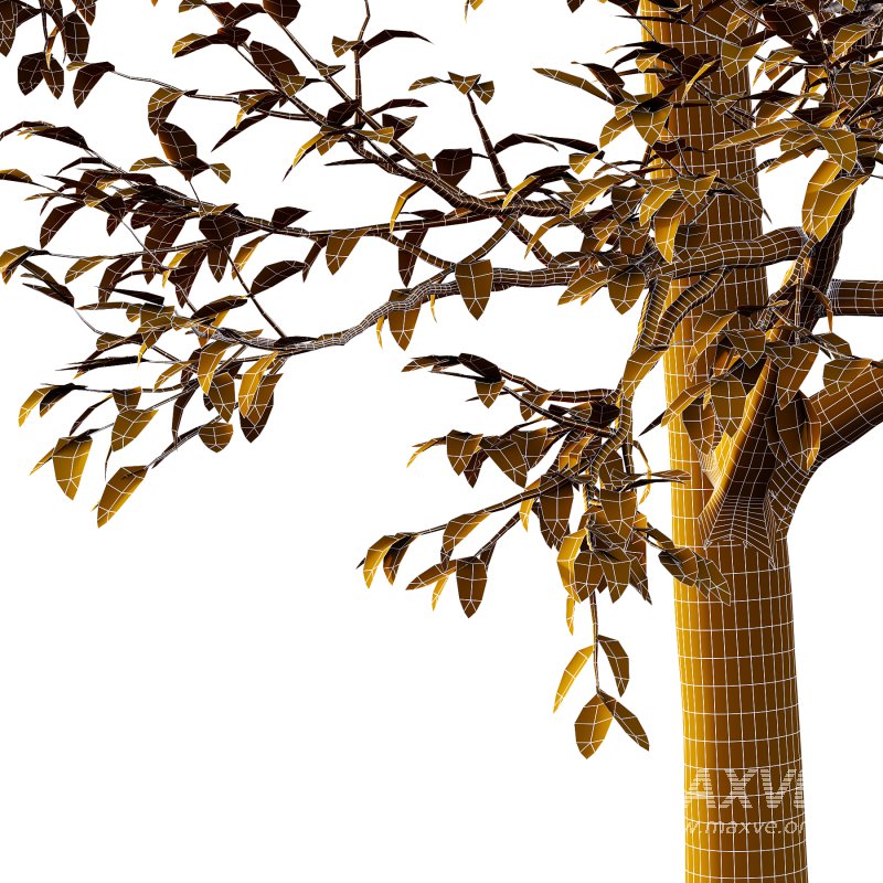 Eucalyptus Robusta Trees 04 - Image 1