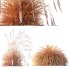 AV Calamagrostis Acutiflora Karl Foerster and Carex Elata Aurea Grasses - Thumbnail 10