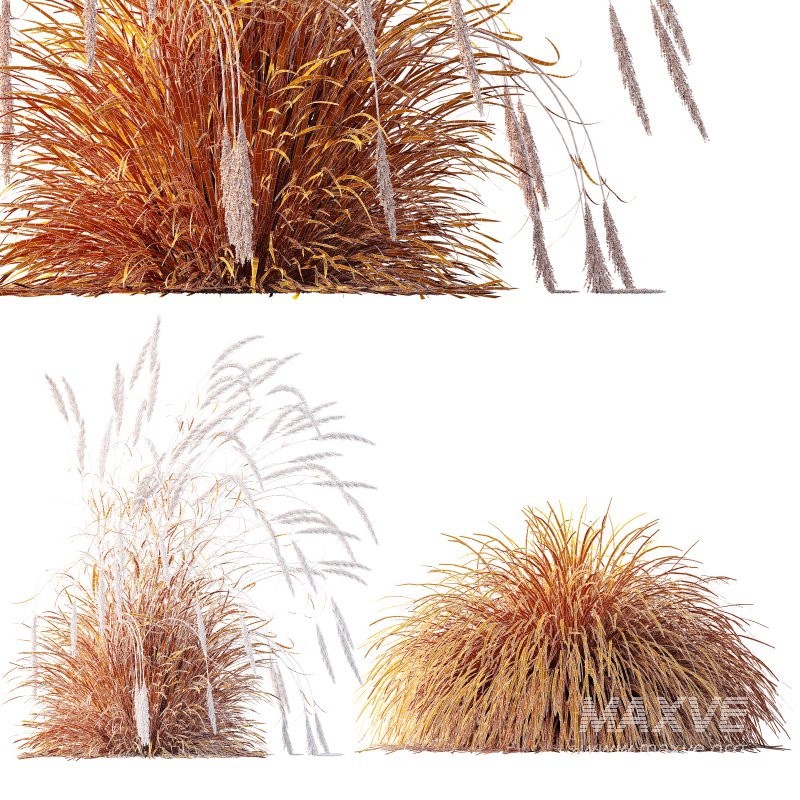 AV Calamagrostis Acutiflora Karl Foerster and Carex Elata Aurea Grasses - Image 10
