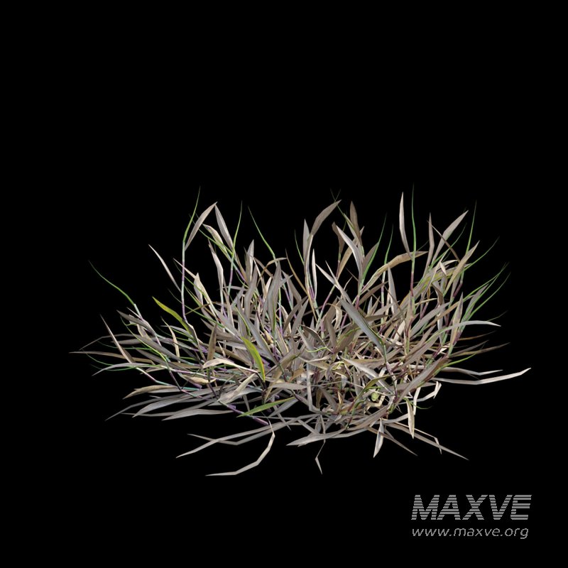 Cynodon dactylon – dry 01 - Image 6