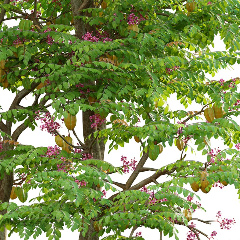 Averrhoa carambola – Starfruit tree 05 - Image 3