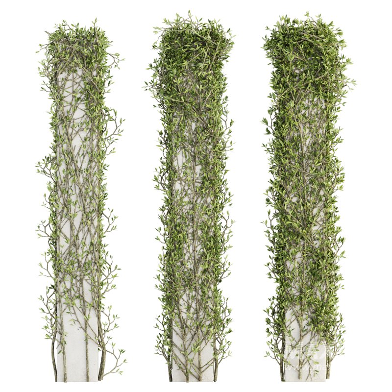 Outdoor Plant Set 010 - Image 1