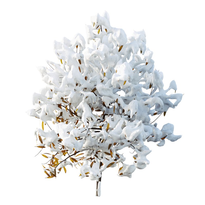 AV Plants Rhododendron Arboreum Bush Winter Snow - Image 2