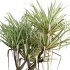 Pandanus baptistii – Variegated Dwarf Pandanus 02 - Thumbnail 2