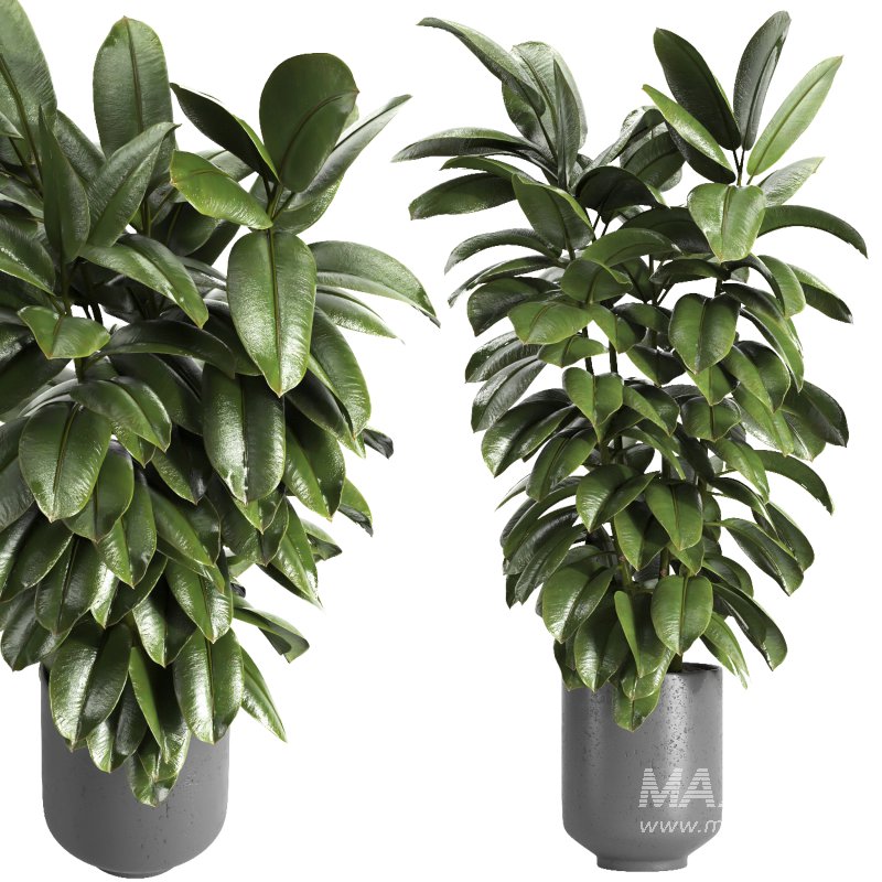 Indoor plant 04 - Image 2