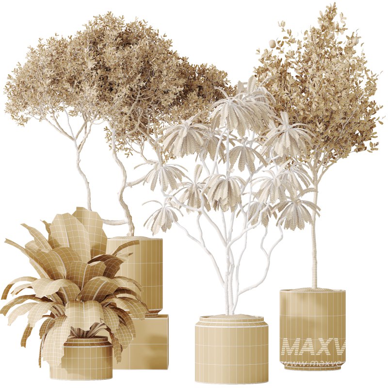 AV Indoor plants set 191 Mandarin Citrus Fruit Orange and Mission Arbequina Olive and Ficus Elastica Robusta and Ficus Cyathistipula African Fig - Image 9