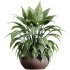AV Indoor plants set 182 Mission Kalamata Leccino Arbequina Wilsonii Chemlali Olive and Alocasia - Thumbnail 3