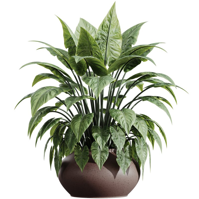 AV Indoor plants set 182 Mission Kalamata Leccino Arbequina Wilsonii Chemlali Olive and Alocasia - Image 3