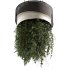 Indoor plants Hanging Plants set90 - Thumbnail 4