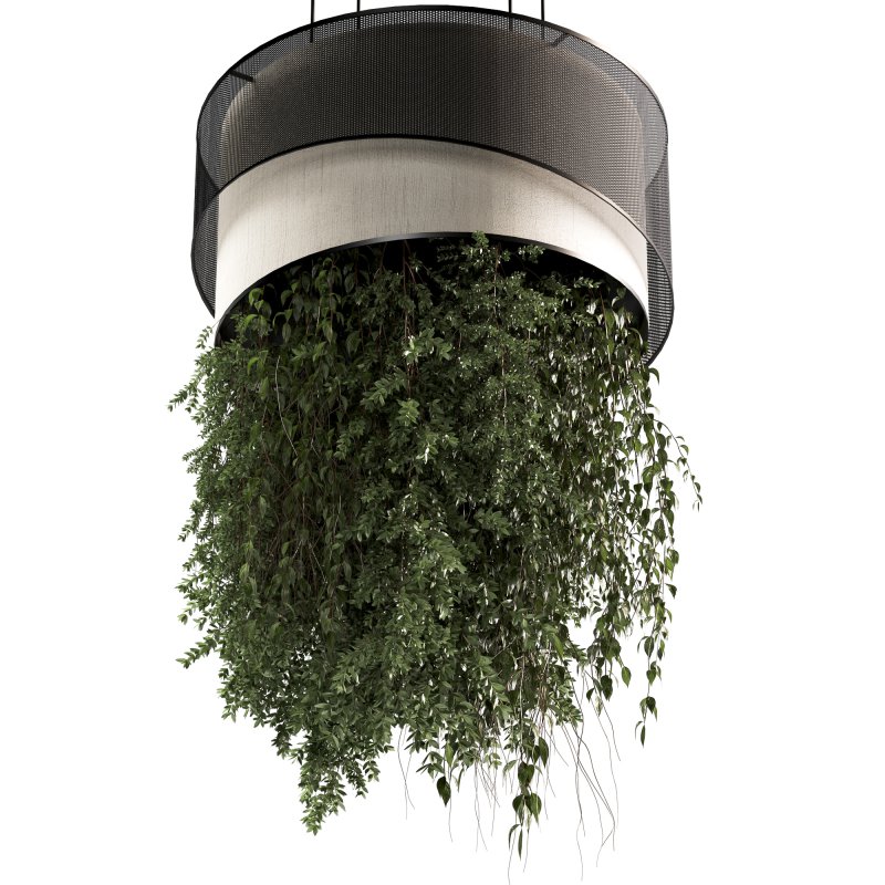 Indoor plants Hanging Plants set90 - Image 4