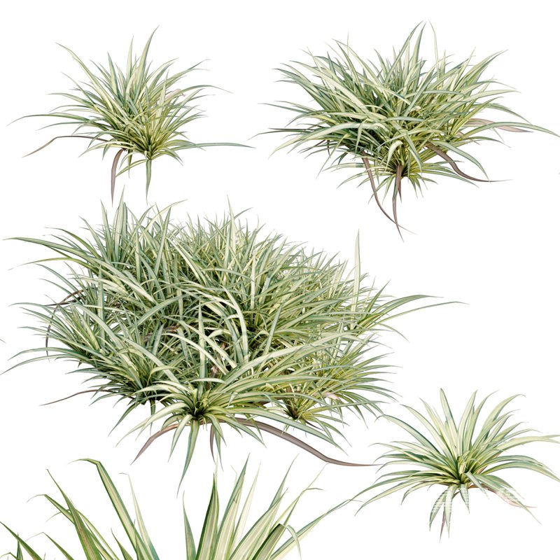 Pandanus baptistii – Variegated Dwarf Pandanus - Image 2