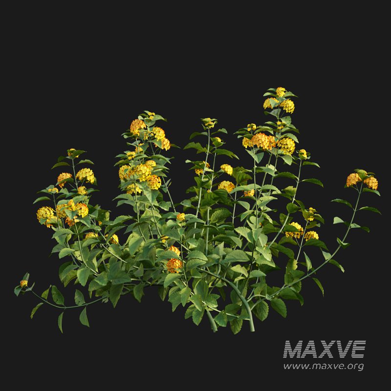 Lantana camara - Image 2