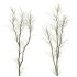 AV Plants Celtis Australis Winter Snow - Thumbnail 2